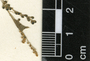 Microtea debilis Sw., Belize, W. A. Schipp 286, F